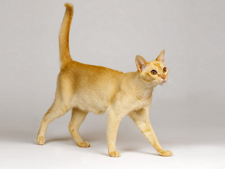 Цейлонска котка (цейлонска котка)