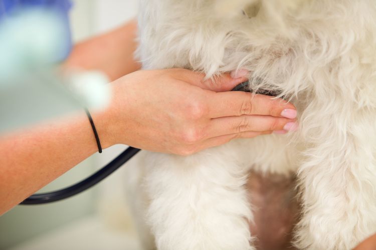 Ветеринар слушает сердце собаки