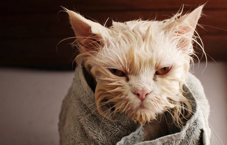 Мокрый кот в полотенце