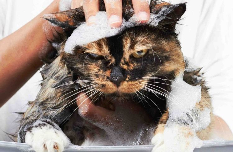 Злой кот в мыльной пене