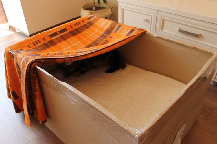 Беременная кошка в коробке