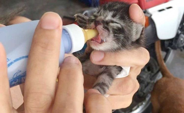 Кормление новорожденного котенка из бутылки