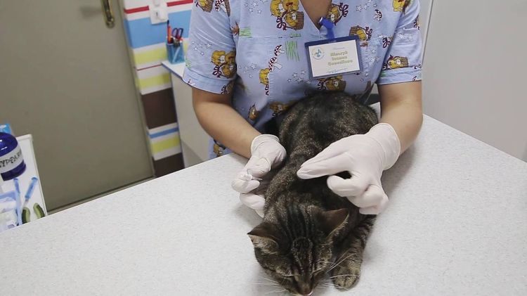 Ветеринар капает коту капли на холку