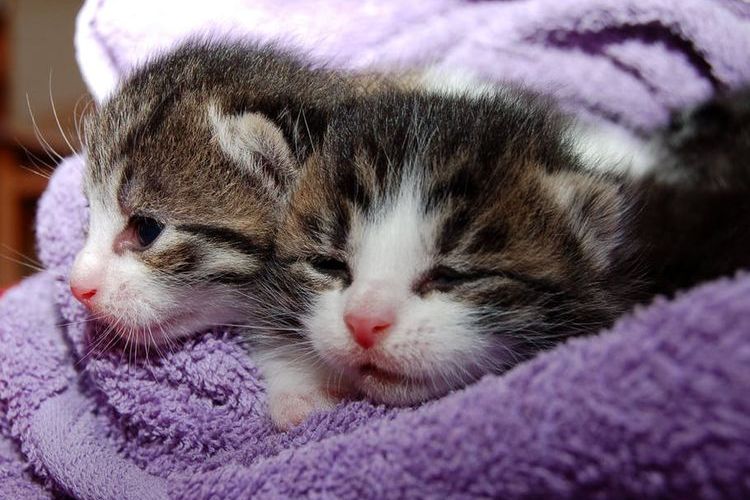 Два крошечный котенка