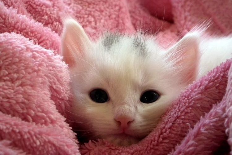 Коте в розова кърпа