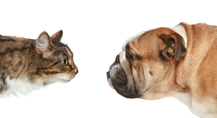 Кто умнее: кошки или собаки