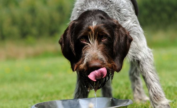 Собака пьет много воды