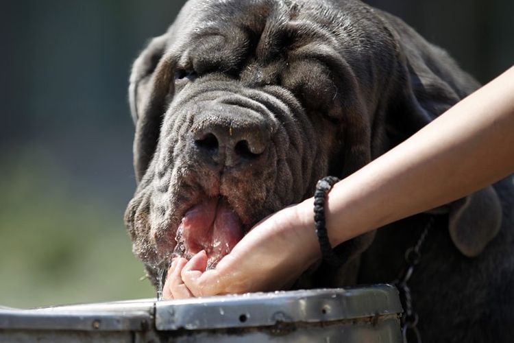 Большая собака пьет воду