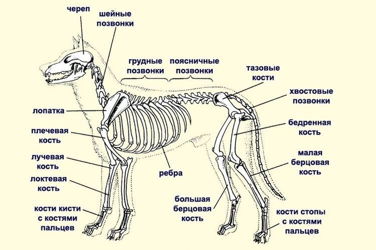 Строение скелета собаки