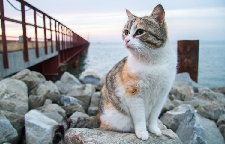Трехцветная кошка у моря
