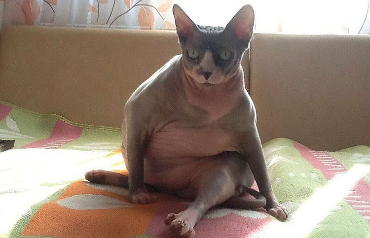 Очень толстая кошка