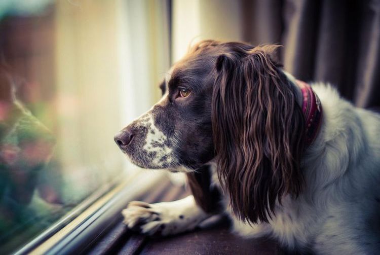 Грустная собака смотрит в окно