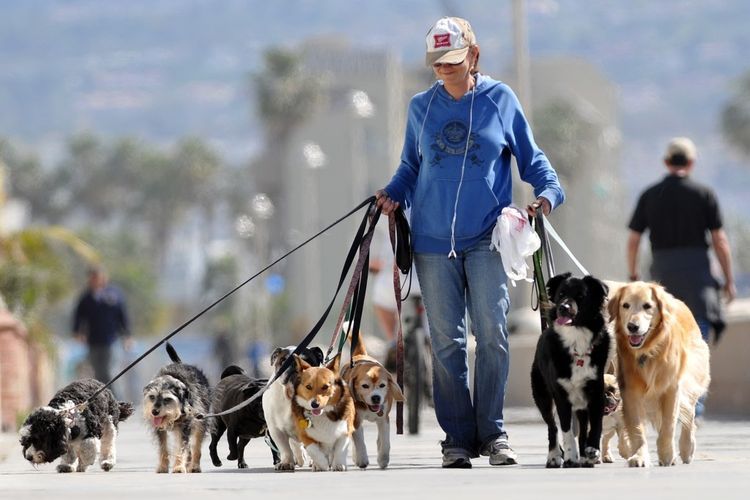 Женщина выгуливает собак