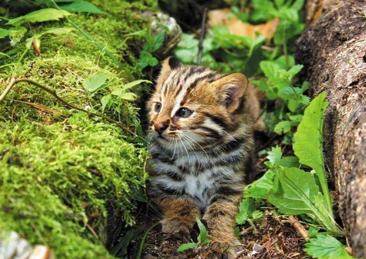 амурский лесной котенок