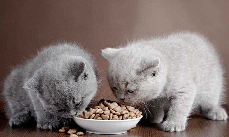 Котята едят