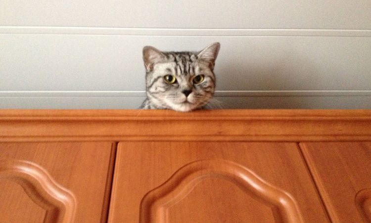 Кот на шкафу