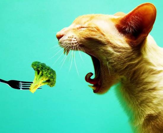 Гипоаллергенное питание для кота