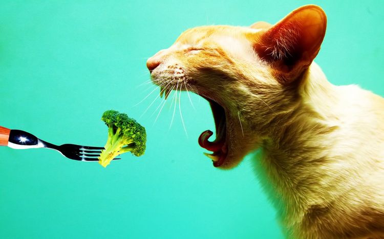 Гипоаллергенное питание для кота