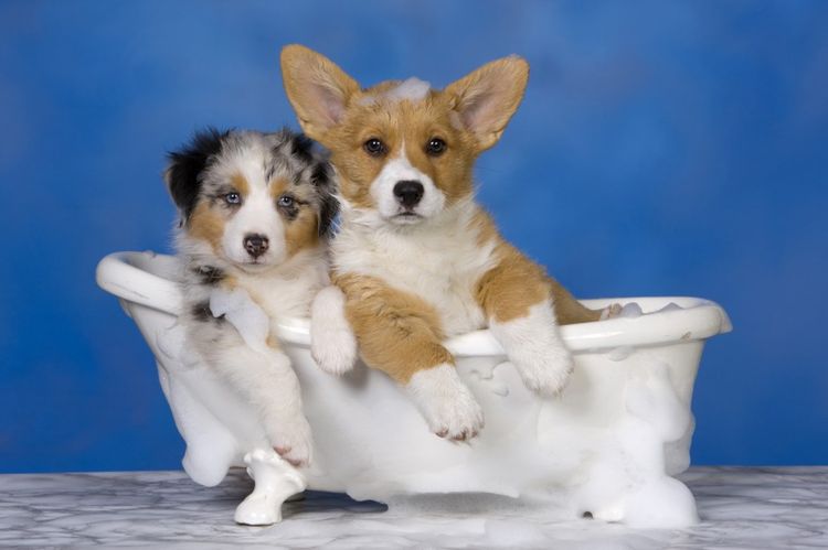 Две маленькие собачки в ванной