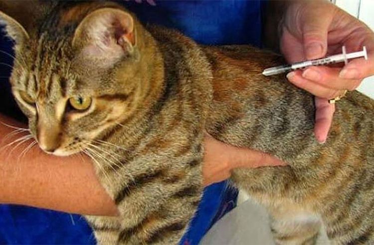 Инъекции кошке