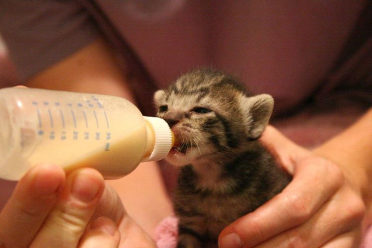 Кормление новорожденного котенка соски
