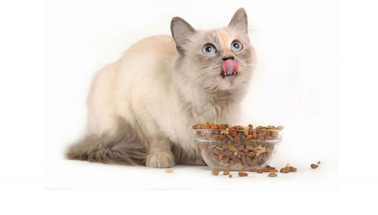 Кошка ест корм