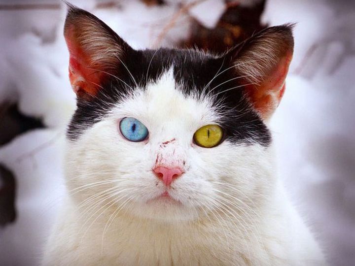 Кот с разными глазами