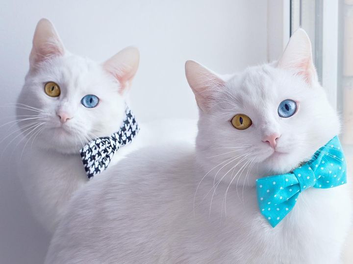 Кошки с разными глазами