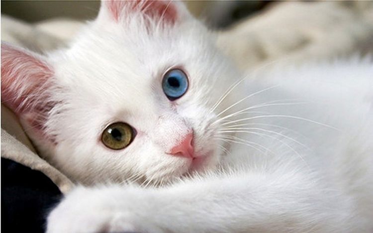 Кошка с разными глазами