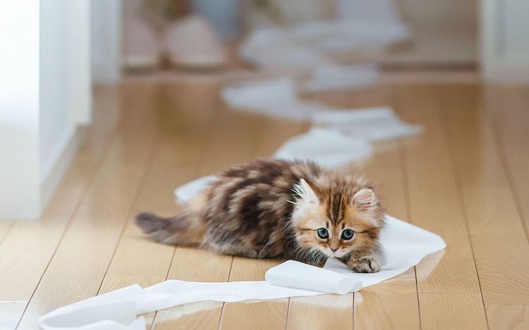 Котенок размотал туалетную бумагу
