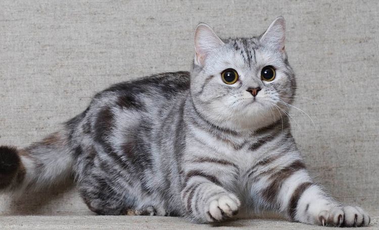 Шотландская вислоухая кошка (Скоттиш-фолд