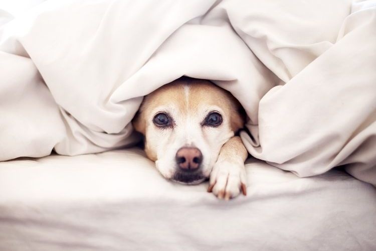 Собака под одеялом