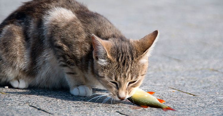 Кот ест рыбу