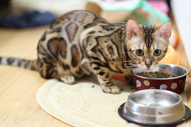 Кошка у тарелки с кормом