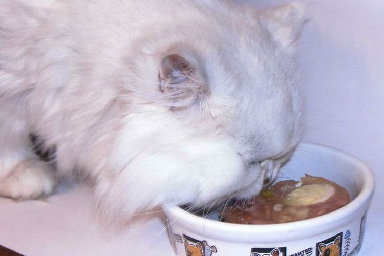 Пушистый кот ест влажный корм