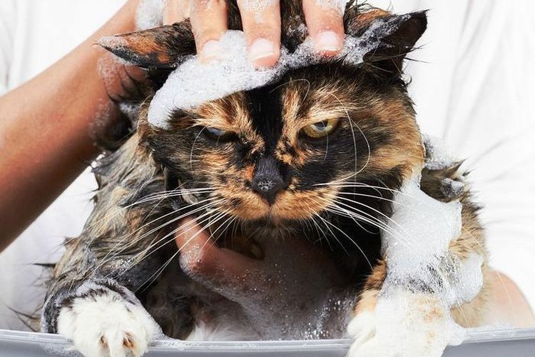 Кота моют шампунем