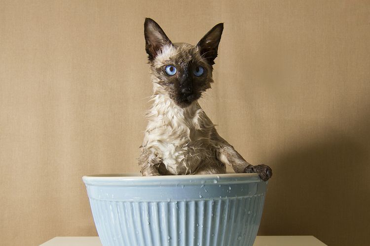 Сиамская кошка в тазу с водой