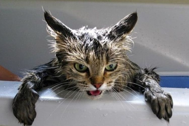 Ядосана котка в банята