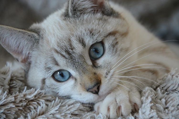 Грустный кот с голубыми глазами