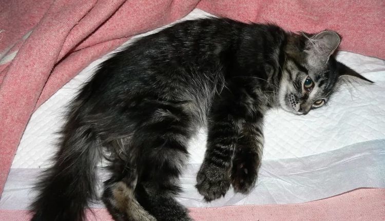 Кот лежит на пеленке