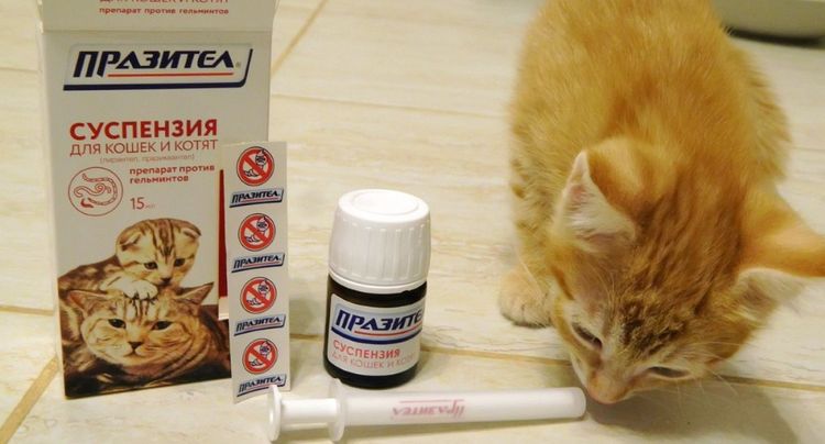 Препараты Празицид для кошек