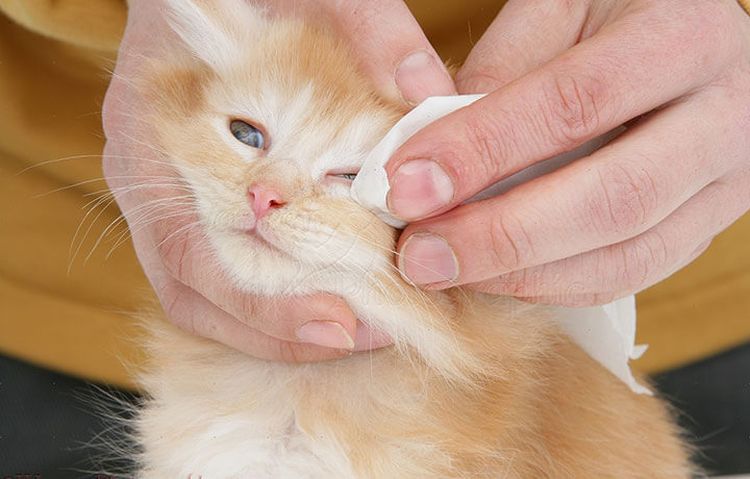 Болезни глаз у кошек третье веко лечение фото thumbnail