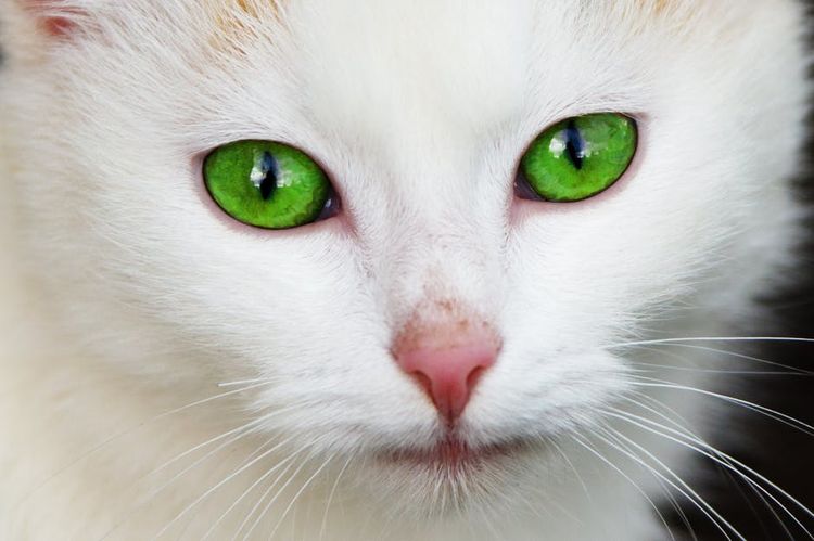 Лечение глаз у кошки третье веко thumbnail