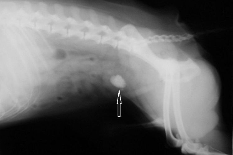 Рентгенография кошки при МКБ