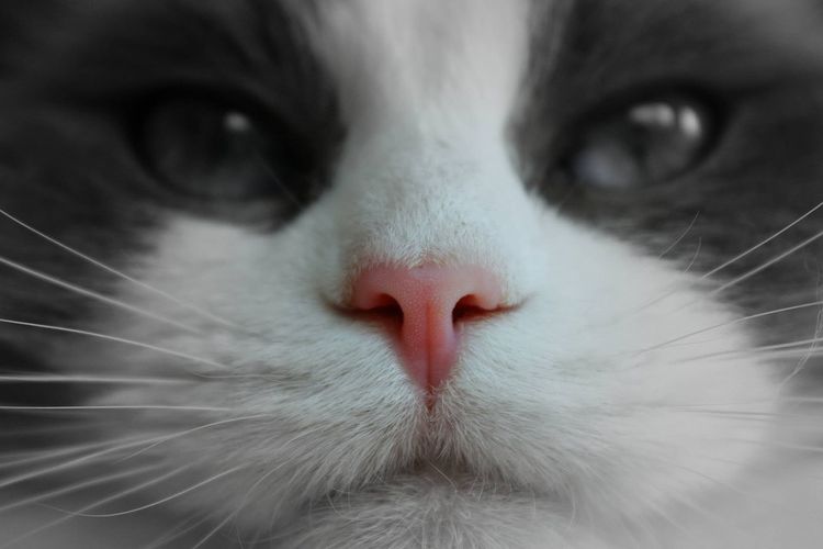 Розовый нос у кота