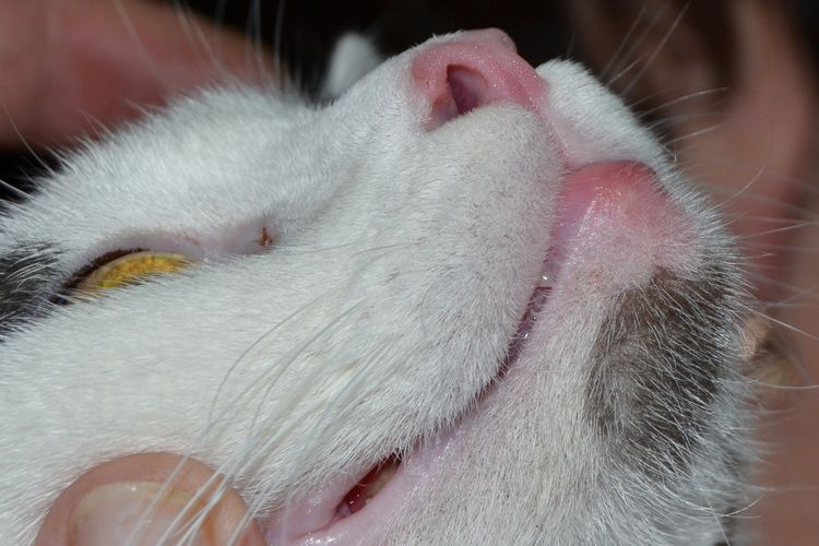 Опухоль на нижней губе у кошки