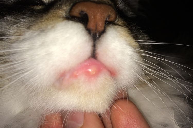 Опухоль на нижней губе у кошки
