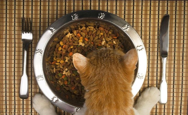 Кошка ест сухой корм