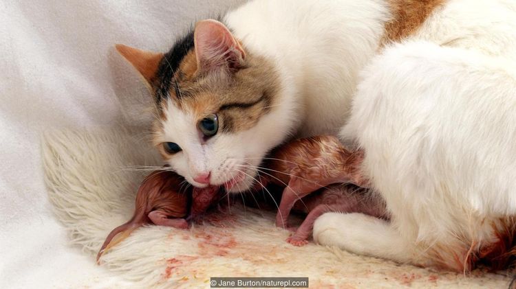 Кошка обрабатывает новорожденных котят