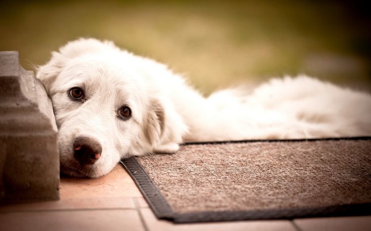 Собака лежит на коврике